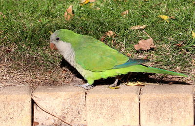 High angle view of bird perching on leaf