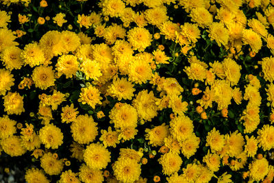 Close-up of yellow flower