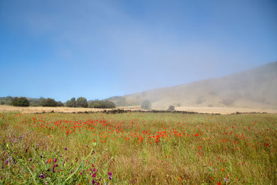 Scenic view of field against clear blue sky