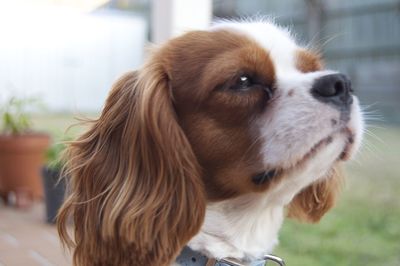 Close-up of dog looking away