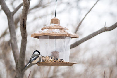 Close up of tree trunk
