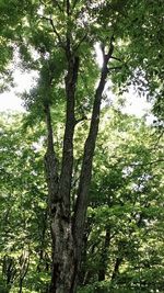 Low angle view of trees in forest