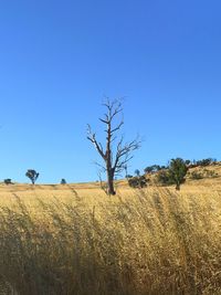 Low angle view of bare trees against clear blue sky