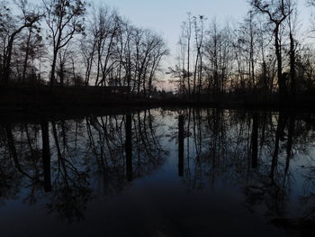 Reflection of bare trees in water