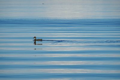 Duck swimming in lake