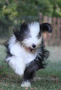 Portrait of dog on field