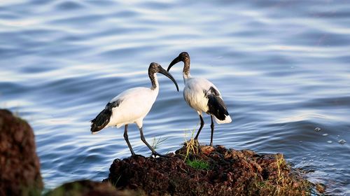 Birds perching on a lake