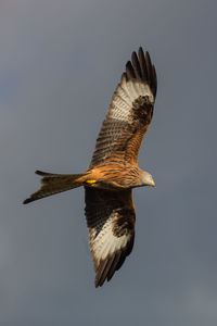 Low angle view of eagle flying against sky