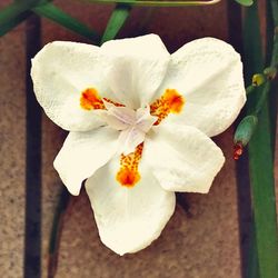 Close-up of white hibiscus