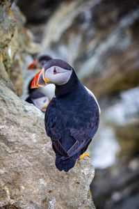 Close-up of puffin perching on rock