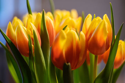 Close-up of yellow tulip