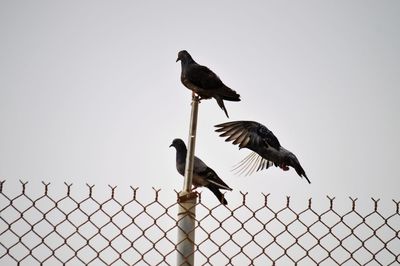 Bird perching on a fence against clear sky