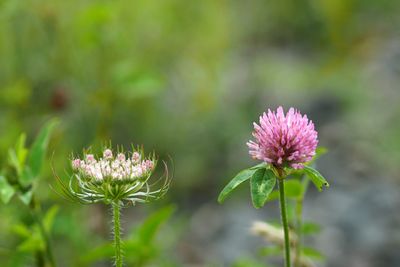 Close-up of pink flowers