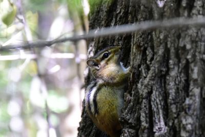 Close-up of squirrel perching on tree trunk