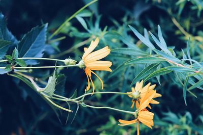 Close-up of yellow flowering plant