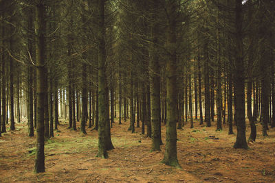 Trees in forest against sky