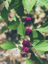 Close-up of berries growing on plant