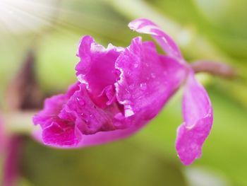 Close-up of wet rose blooming outdoors