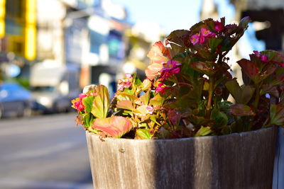 Close-up of flowers against blurred background