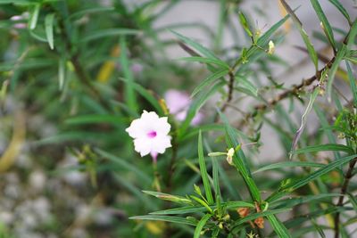 Close-up of flowering plant