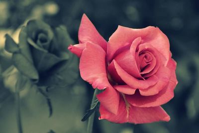 Close-up of pink rose