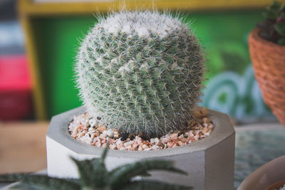 Close-up of cactus plant