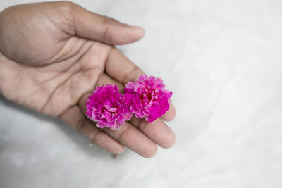 Close-up of hand holding purple flower