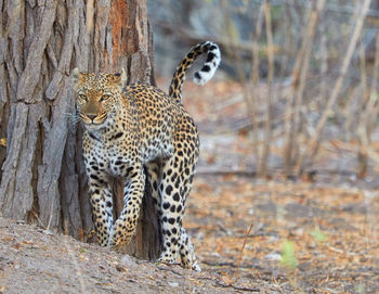 Leopard walking outdoors
