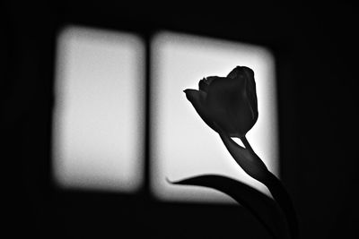 Close-up of rose against white wall