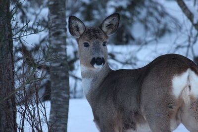 Close-up portrait of deer 