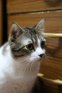 Close-up of cat looking away