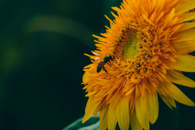 Close-up of yellow flowering plant