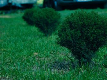 Close-up of fresh green grass