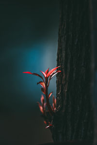 Close-up of plant against tree trunk