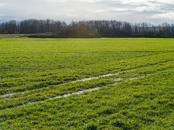 Scenic view of field against sky