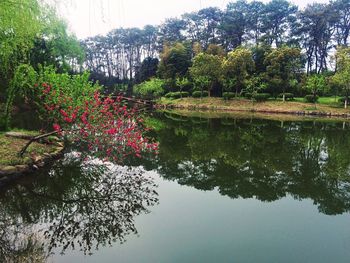 Reflection of trees in water