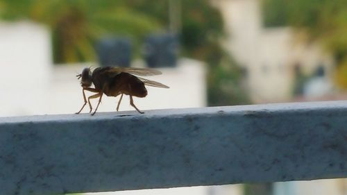 Close-up of bird perching on railing