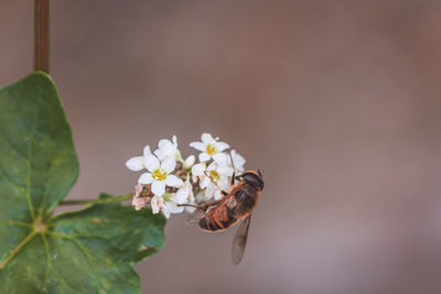 Close-up of bee on flower