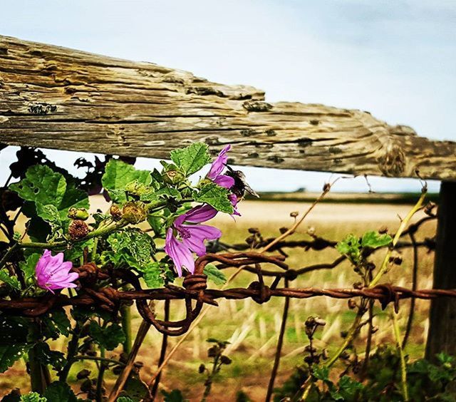 flower, plant, fragility, growth, freshness, nature, built structure, beauty in nature, pink color, blooming, sky, architecture, building exterior, day, fence, close-up, outdoors, petal, no people, wood - material