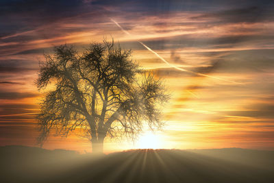 Silhouette tree against sky during sunset