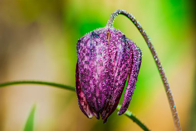 Close-up of purple flowering plant