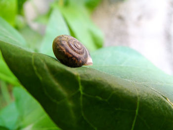 Close-up of snail on leaf