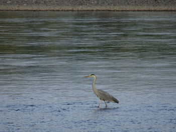 Bird on a lake