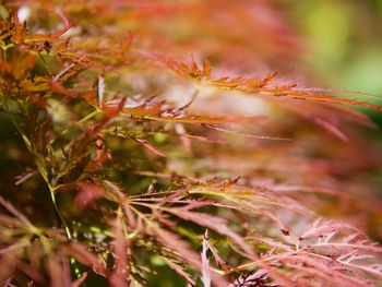 Close-up of plant growing on field during autumn