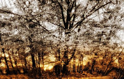 View of trees in forest