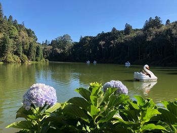 People on lake by trees against clear sky