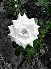 Close-up of white flower