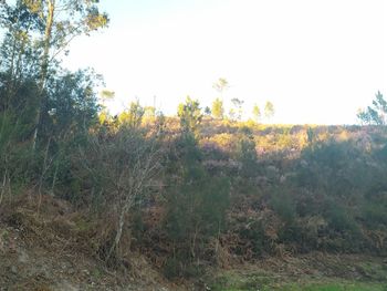 Plants growing on land against sky