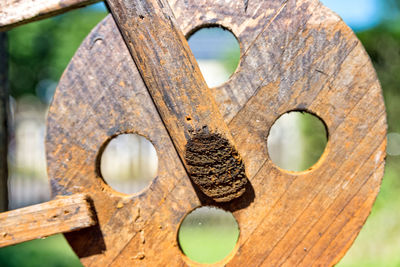 Close-up of rusty tree stump