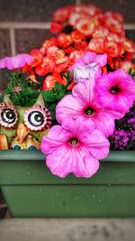 Close-up of pink flowers